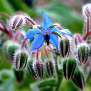 Borage