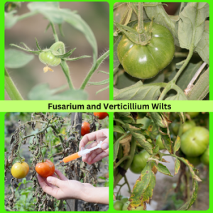 Fusarium and Verticillium Wilts