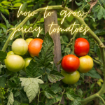 How to grow juicy tomatoes