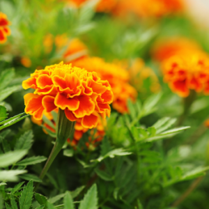 Marigolds