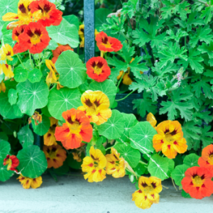 Nasturtiums