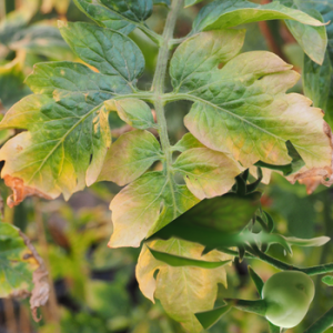 Tomato Mosaic Virus