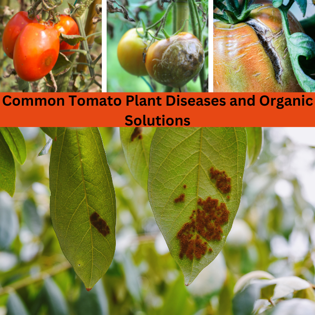 Common Tomato Plant Diseases and Organic Treatment Solutions